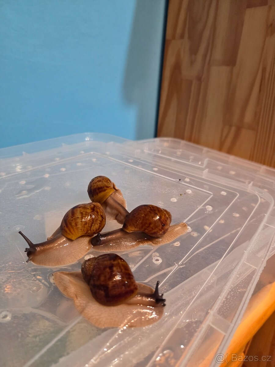 Šnek africký - 3