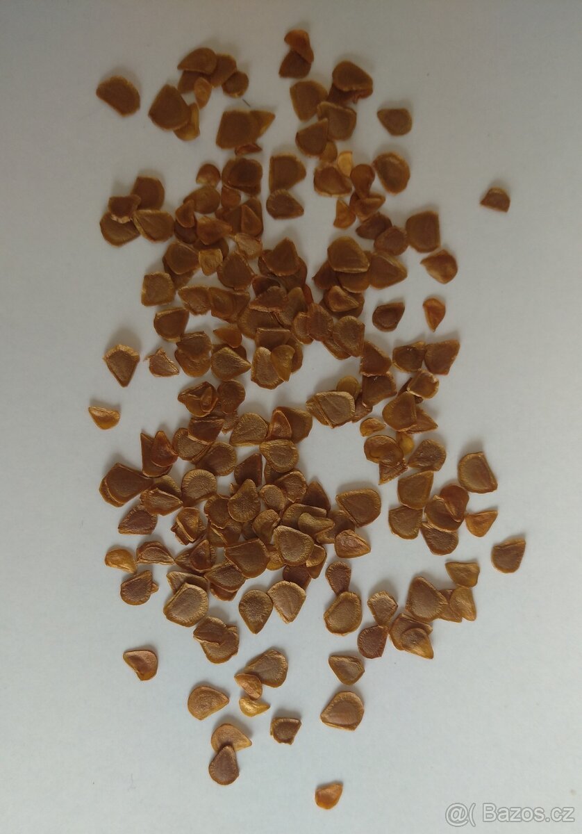 Lilie zlatohlávek - Lilium martagon 200 semen 50 Kč - 3