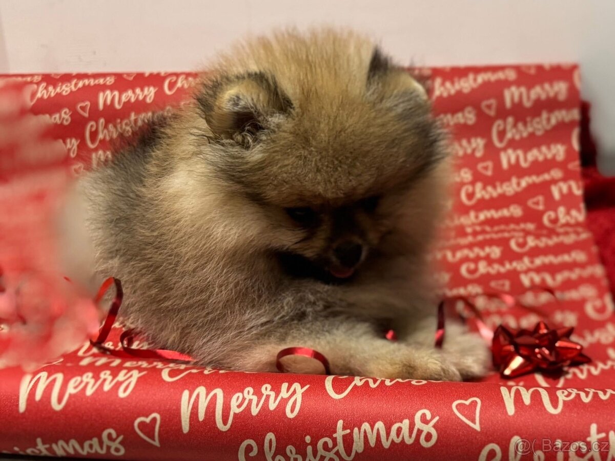 Pomeranian s pp FCI - 3