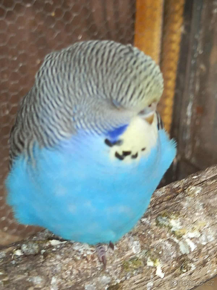 Andulka vlnkovaná - 3