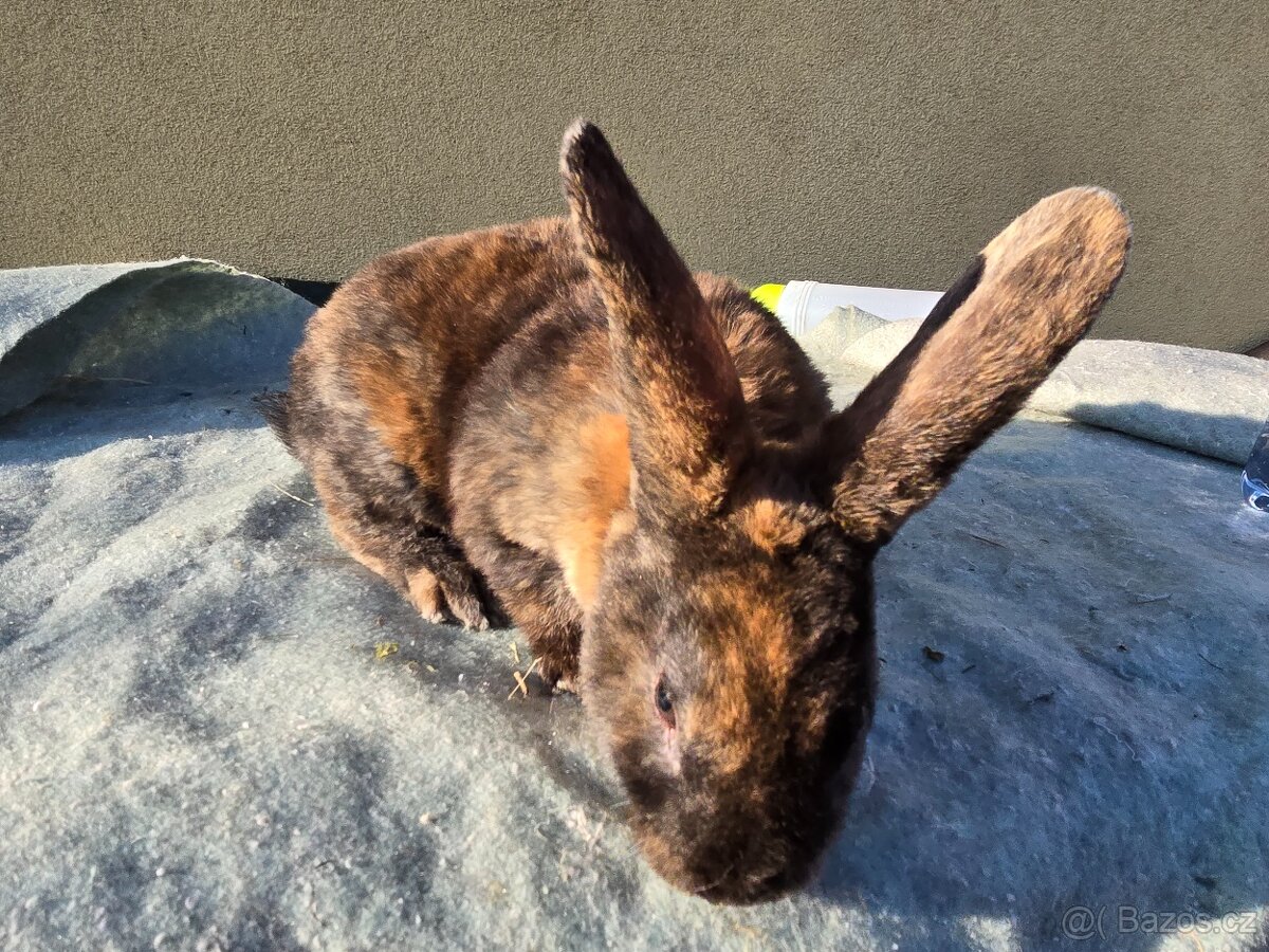 Králík Rex k odběru 5.1. - 3