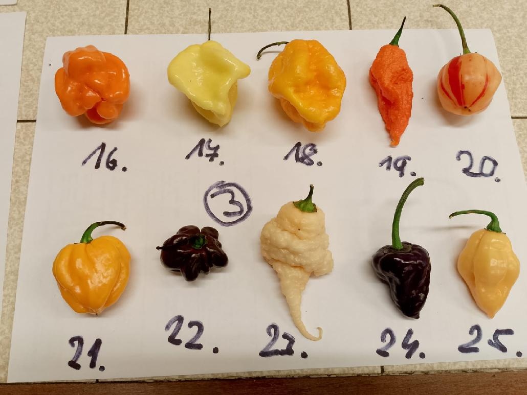 Semínka chilli papriček - zdarma - 3