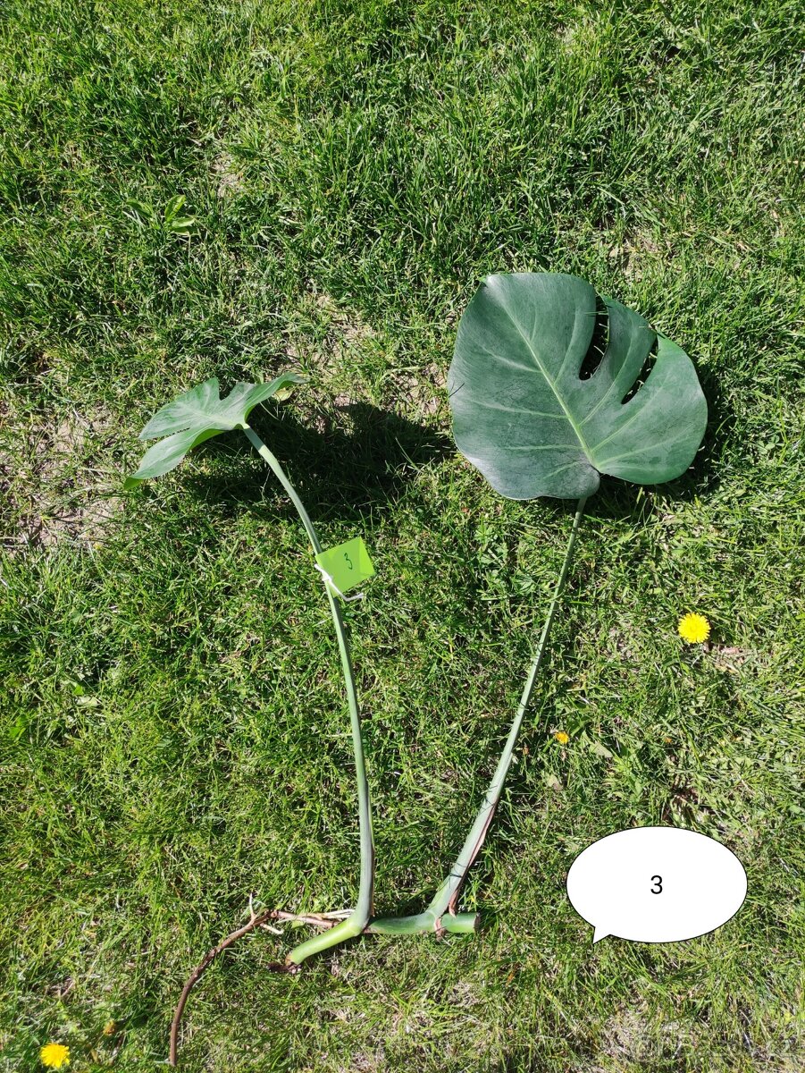 MONSTERA DELICIOSA - 3