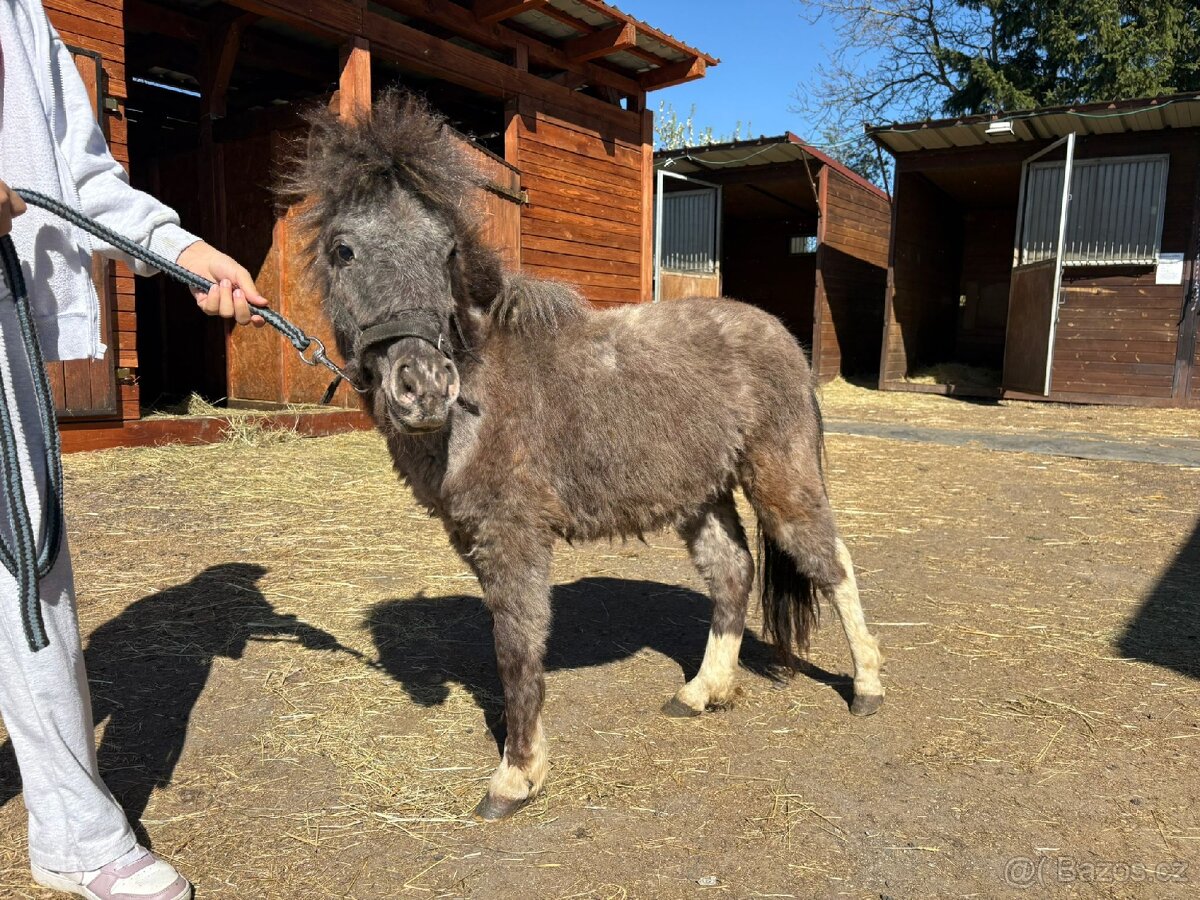 Minipony - 3