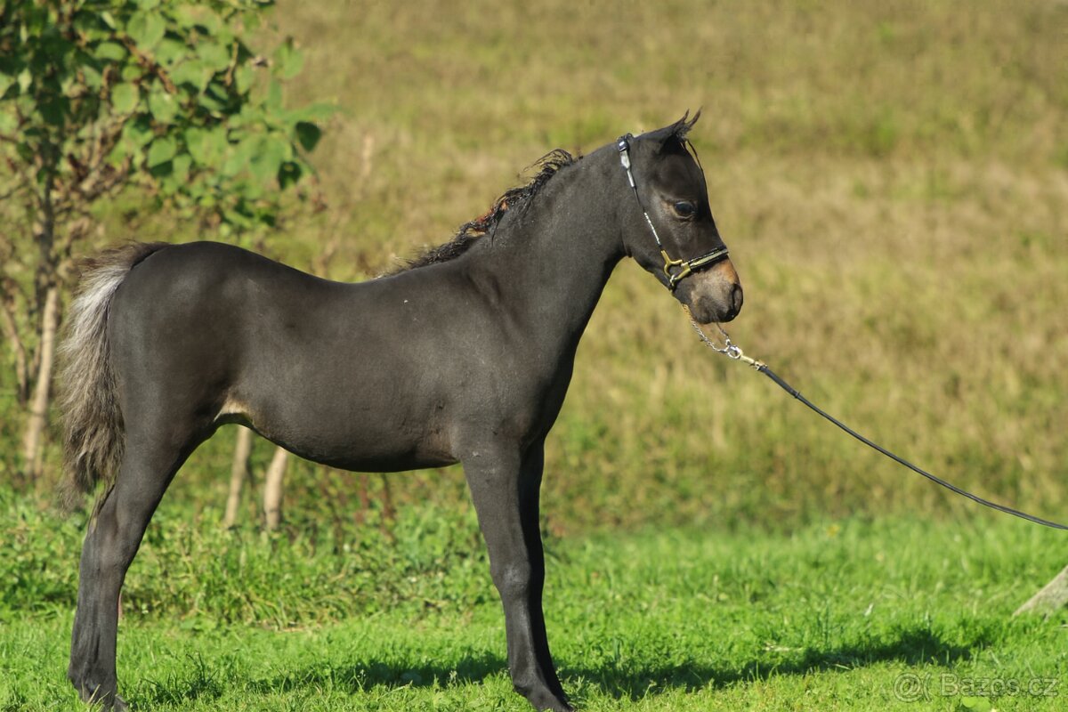 Letošní hřebeček minihorse - REBELION B - 3