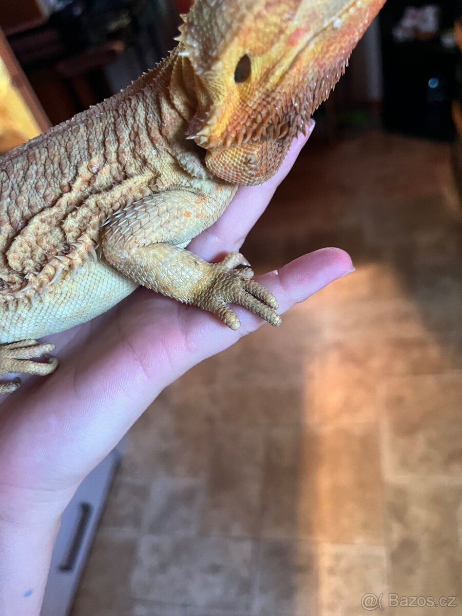Agama vousatá samice - 3
