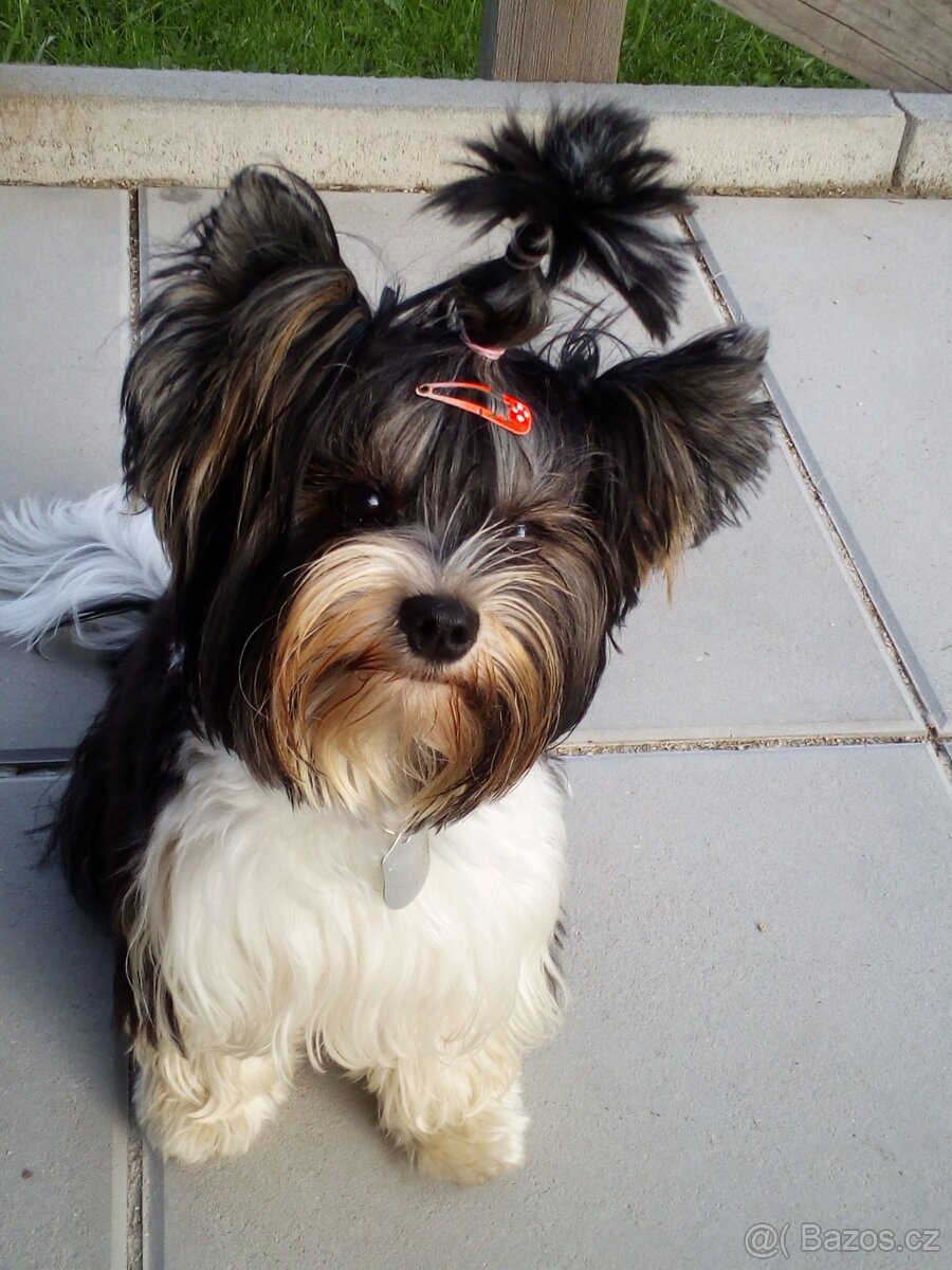 Biewer Terier na krytí - 3