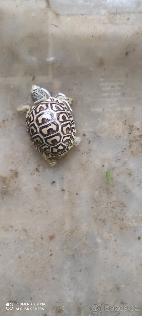 Želva pardálí - 3