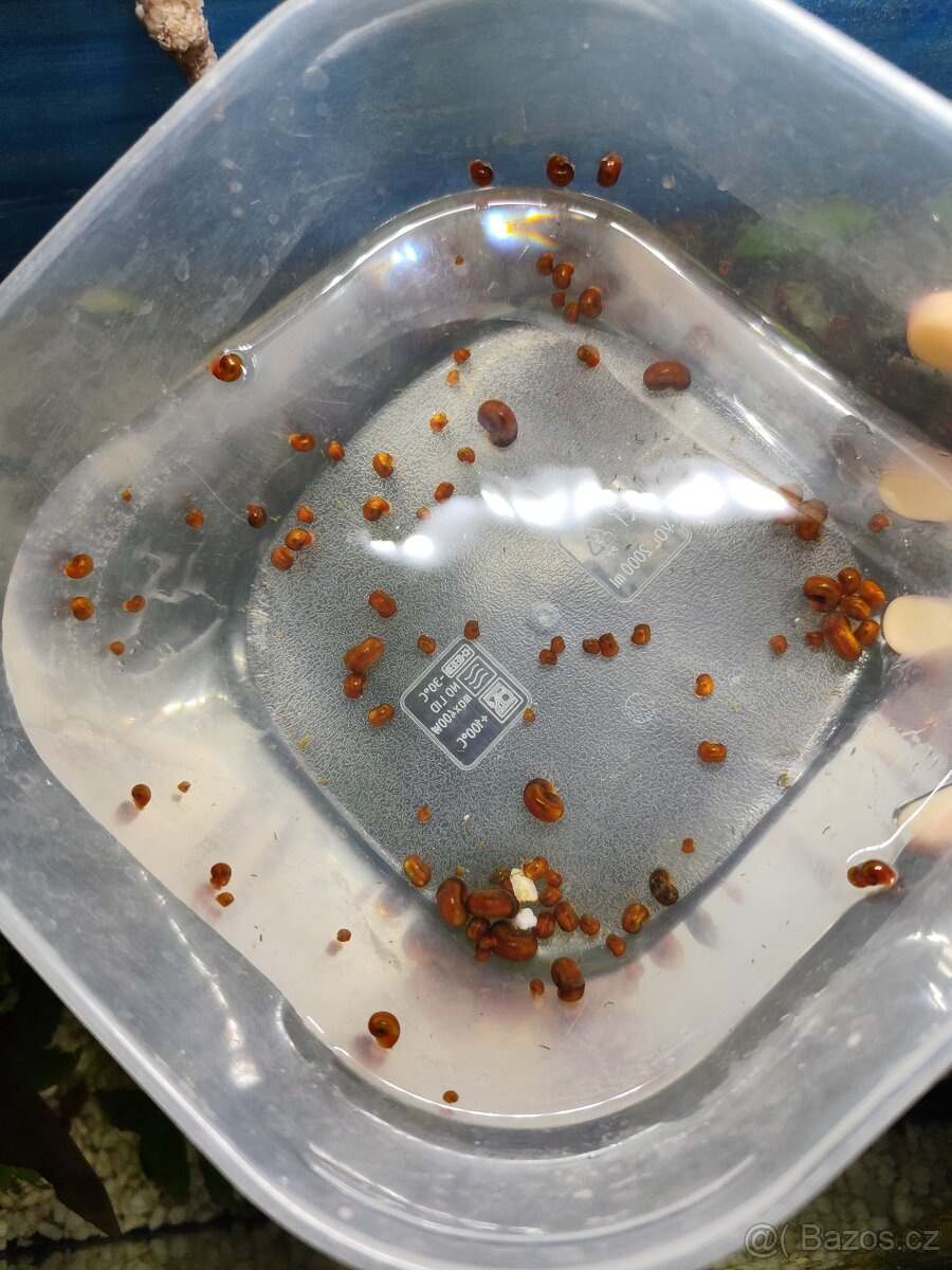 Akvarijní šneci - 3