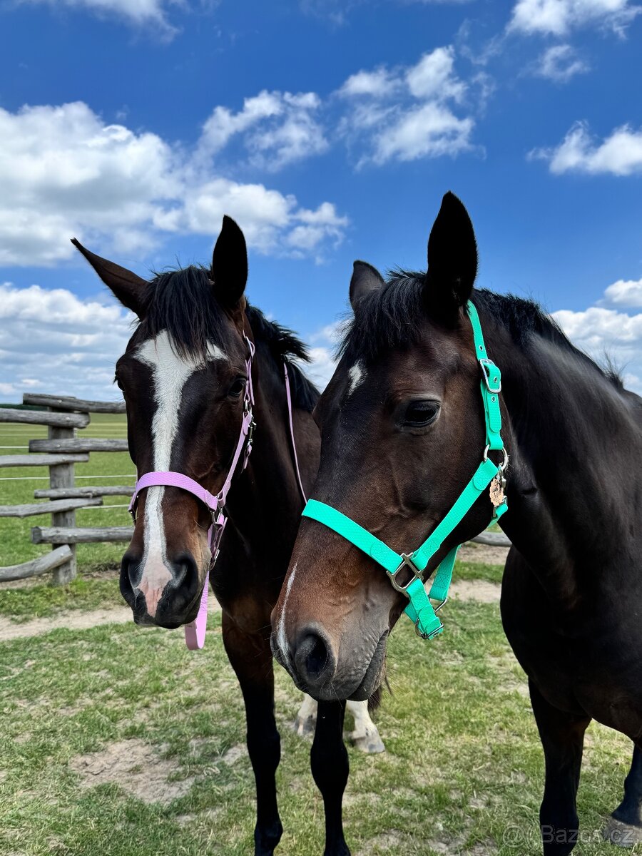 Vodeodolna ohlavka - 3