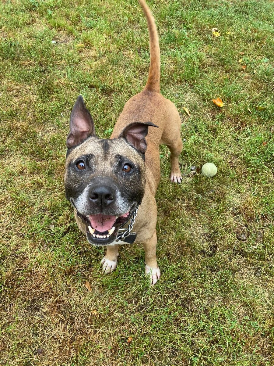 Najde kříženec staforda domov? - 3