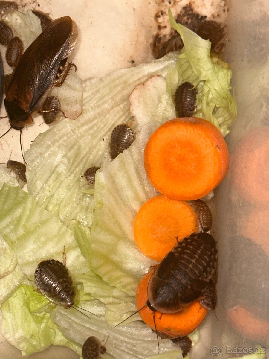 Šváb argentinský- krmní švábi - 3