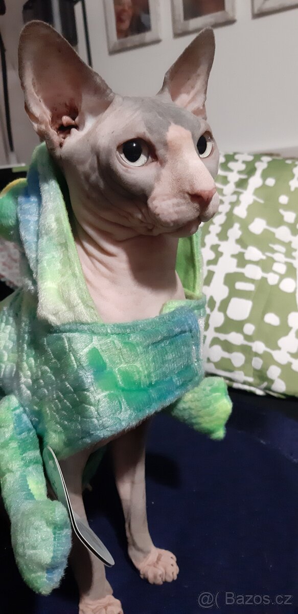 KANADSKÝ SPHYNX - 3