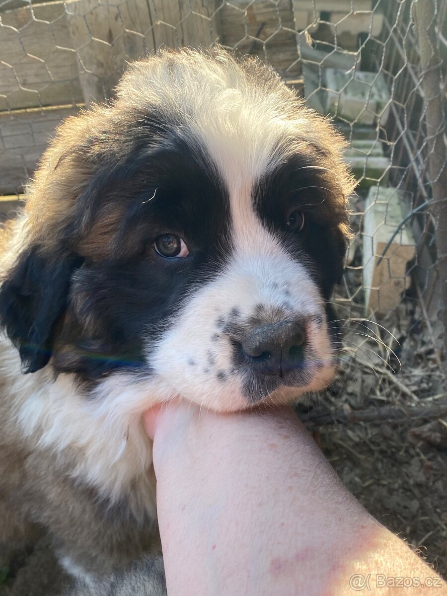 kavkazský pastevecký pes - 3