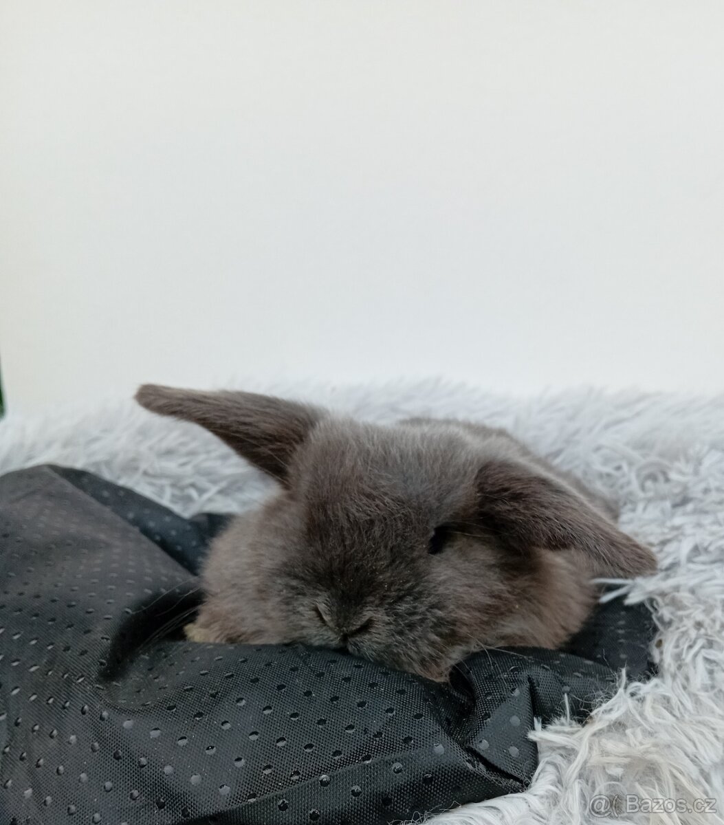 Zakrslý beránek G1 - 3