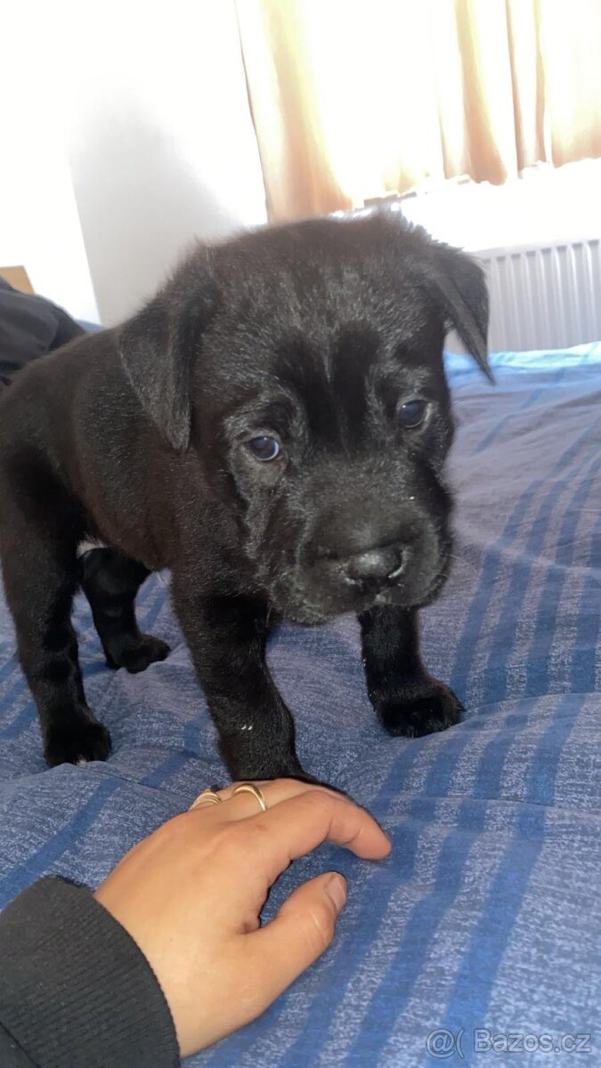 Prodám štěně Cane Corso - 3