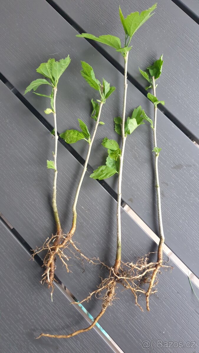 Venkovní ibišek - 3