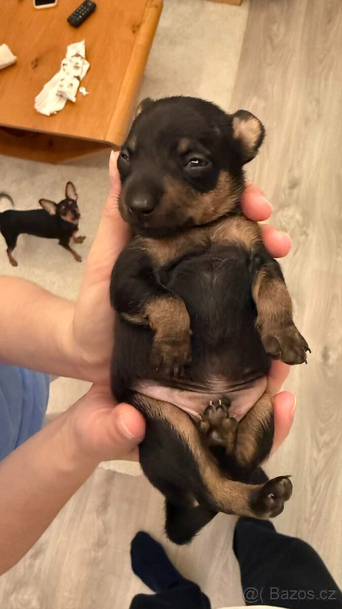 Pražský krysařík - mini - 3