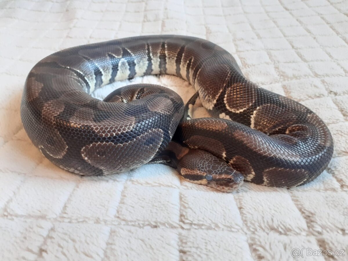 Užovky červené, krajta královská - 3