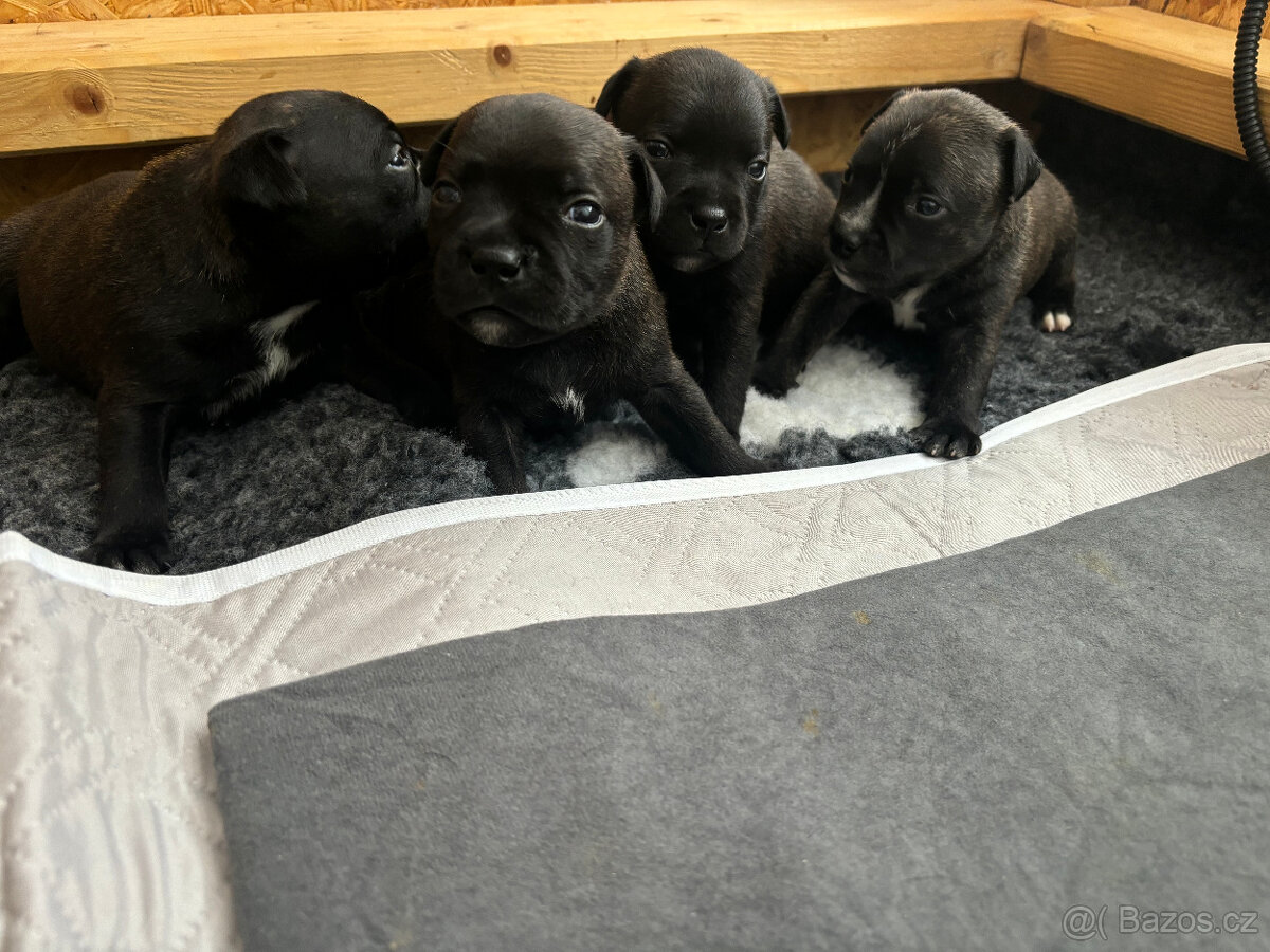 Stafordšírský bulteriér s PP - 3