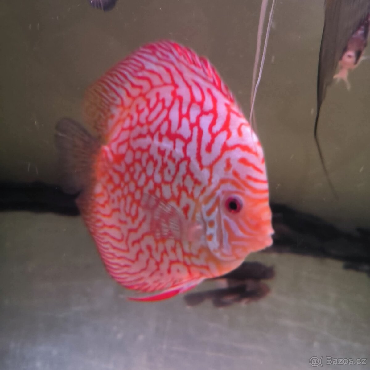 Terčovce terčovci terčovců discus terčovec - 3