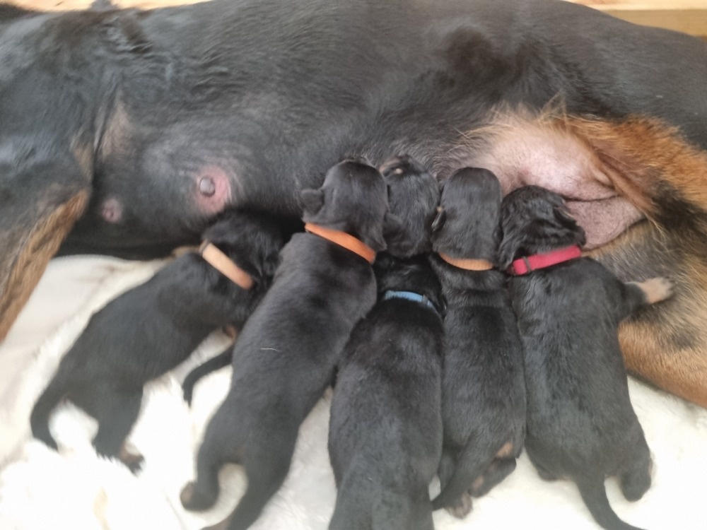 štěně rotvajlera - 3