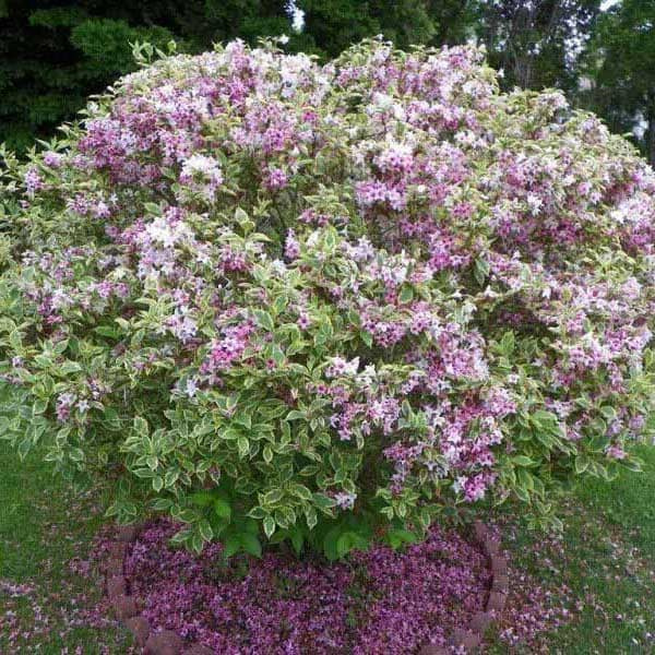Vajgélie (Weigela) 'Nana variegata' - 3