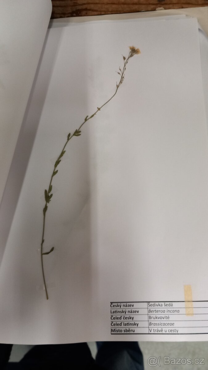 Herbář rostlin - 3