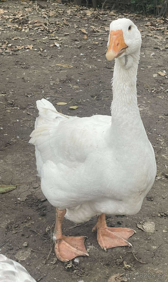 husy cholgomor x landenská - 3