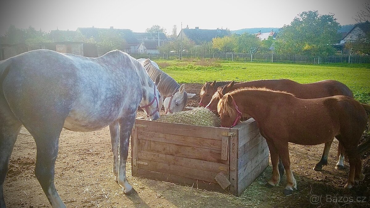 Ustájení koní - 3