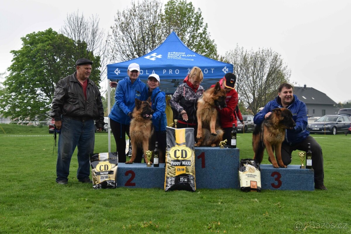 Nabízim ke krytí nemecký ovčák - 3