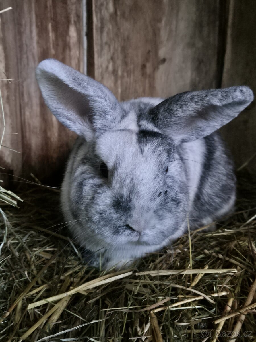 Zakrslý krávlík - 3