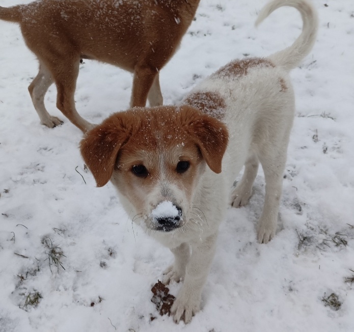 Kanaánský pes štěně s PP - 3