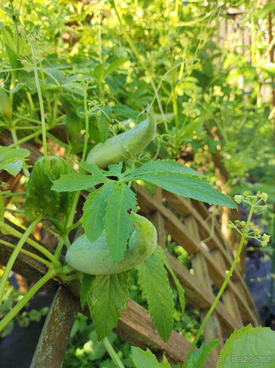 Acokca cyklanthea pedata - 3