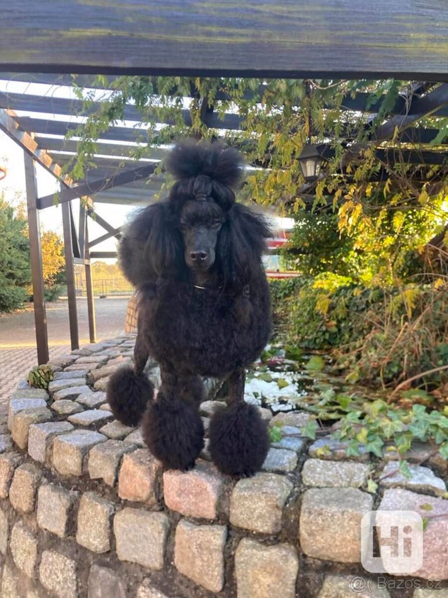 Pudl střední černý - 3