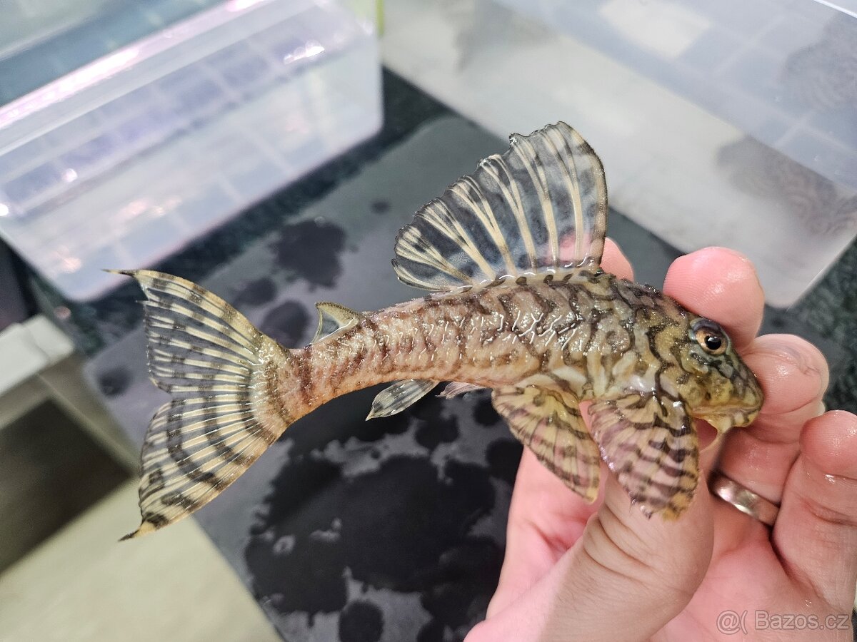 L 236 Super Yellow - chovné páry - 3