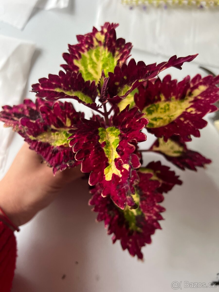 Africké kopřivy - 3