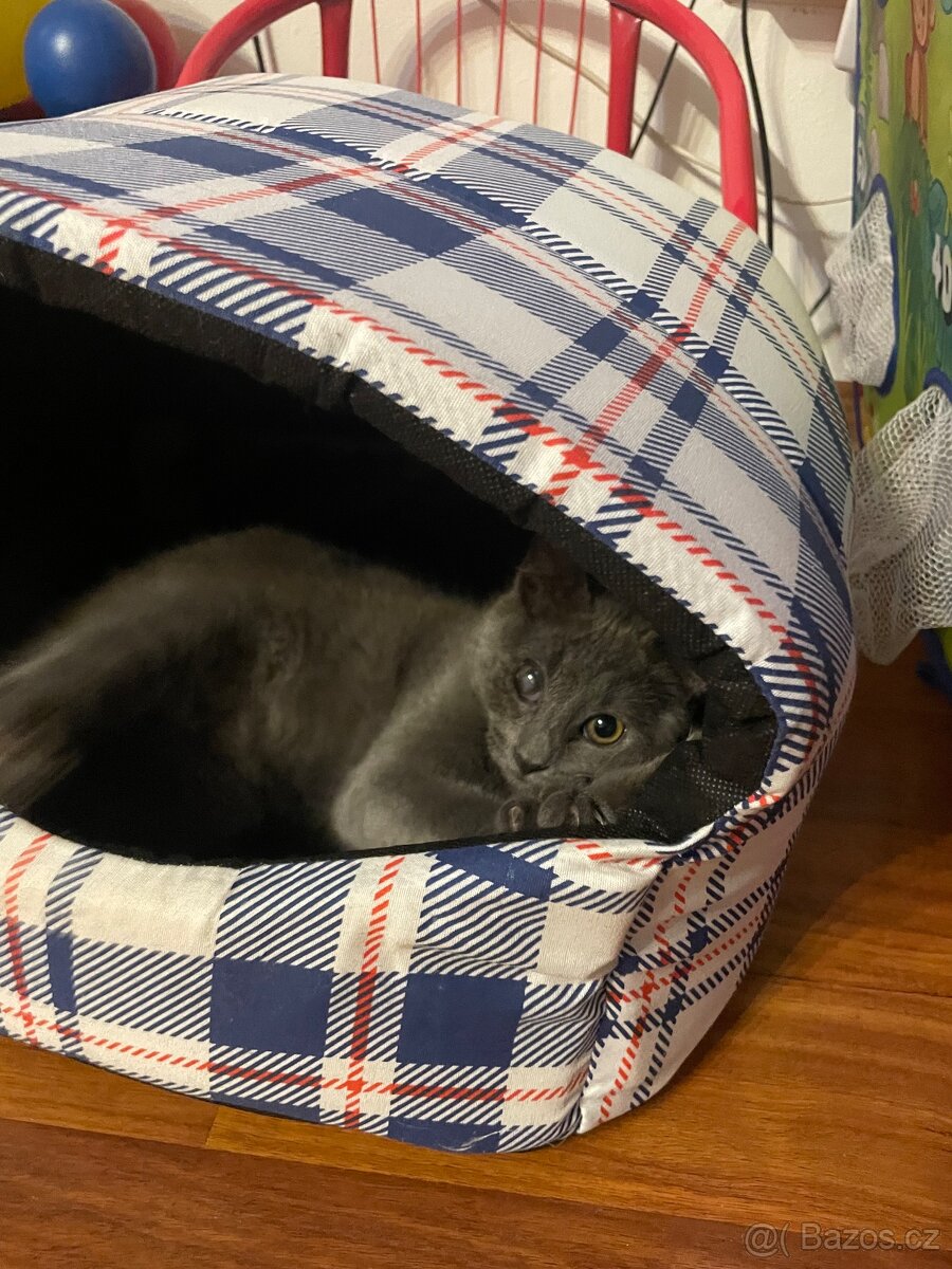 Daruji malé kotě - 3
