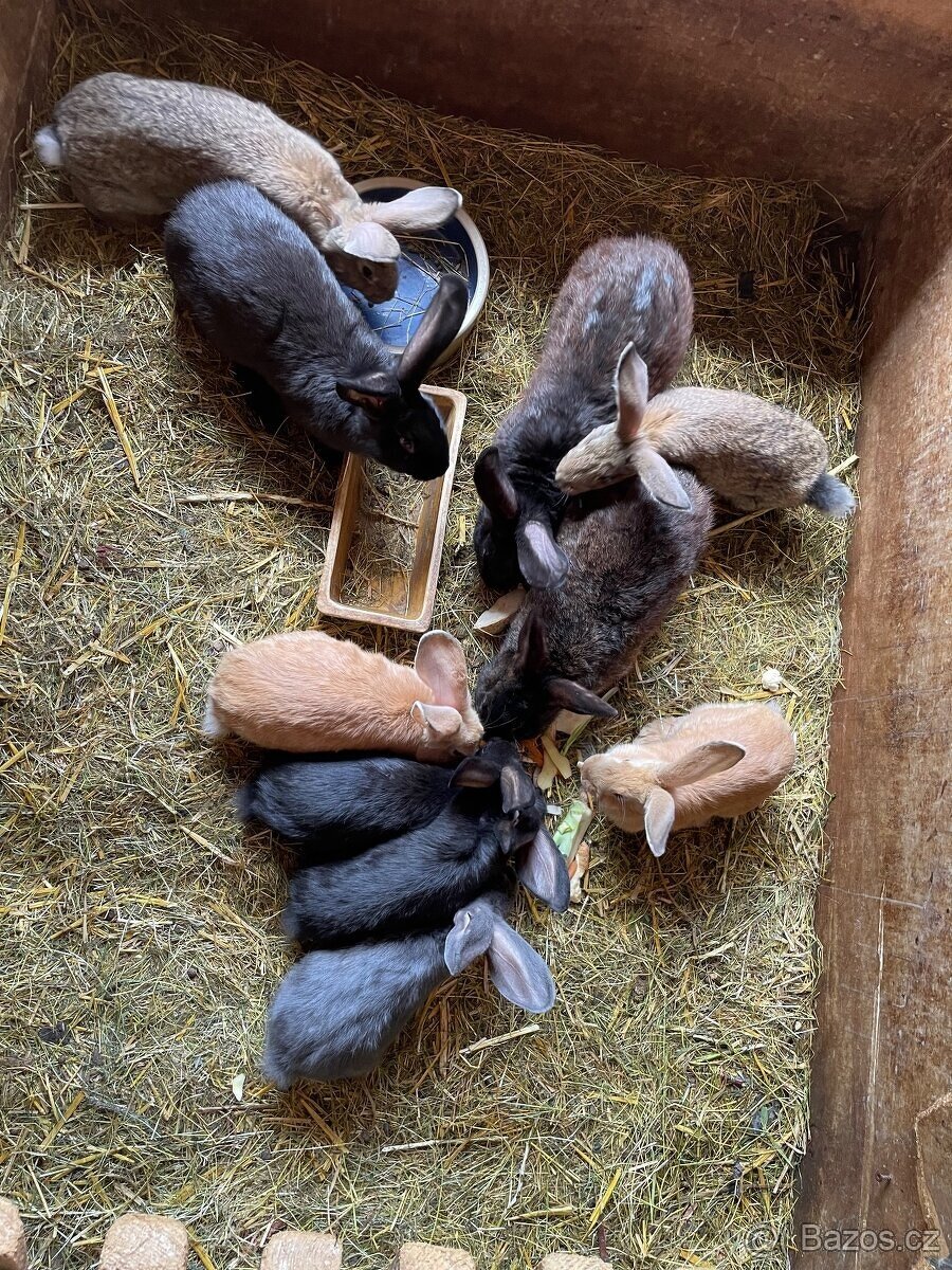 PRODÁM BELGICKÉ OBRY ČERNÉ + 75 % KŘÍŽENCE OBRŮ Mladí králí - 3