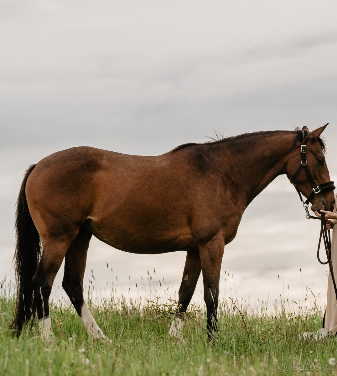Líbivá 6-letá klisna - do konce roku cena dohodou - 3