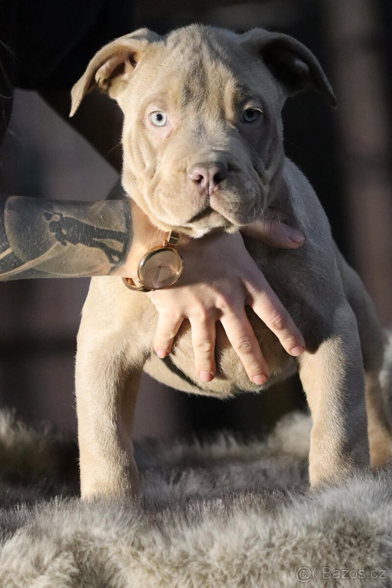 🐾American Bully🐾 - 3