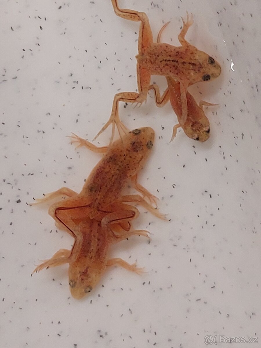 Drápatečka sp a gold - 3