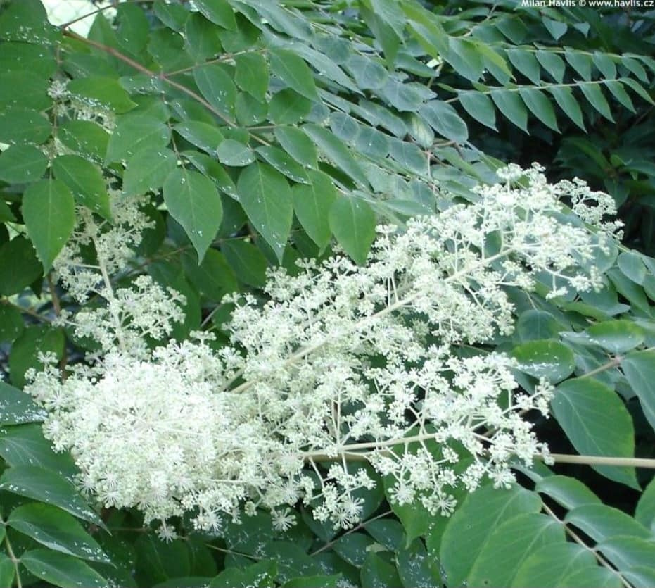 Arálie štíhlá (Aralia elata) - 3