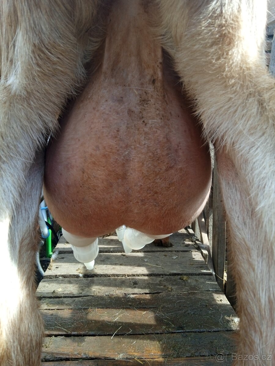 Anglonubijská koza,POP - 3