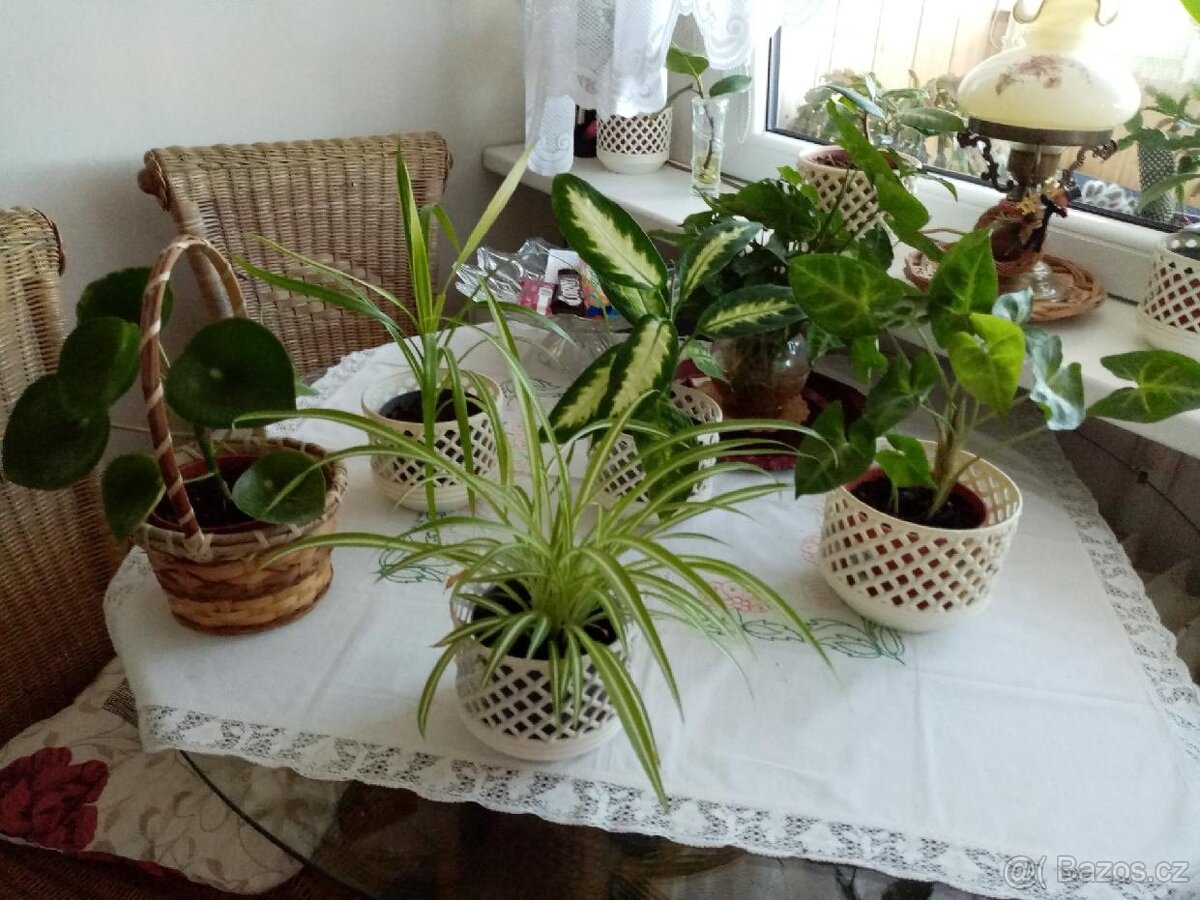 Pokojové, mladé rostliny, nenáročné - 3