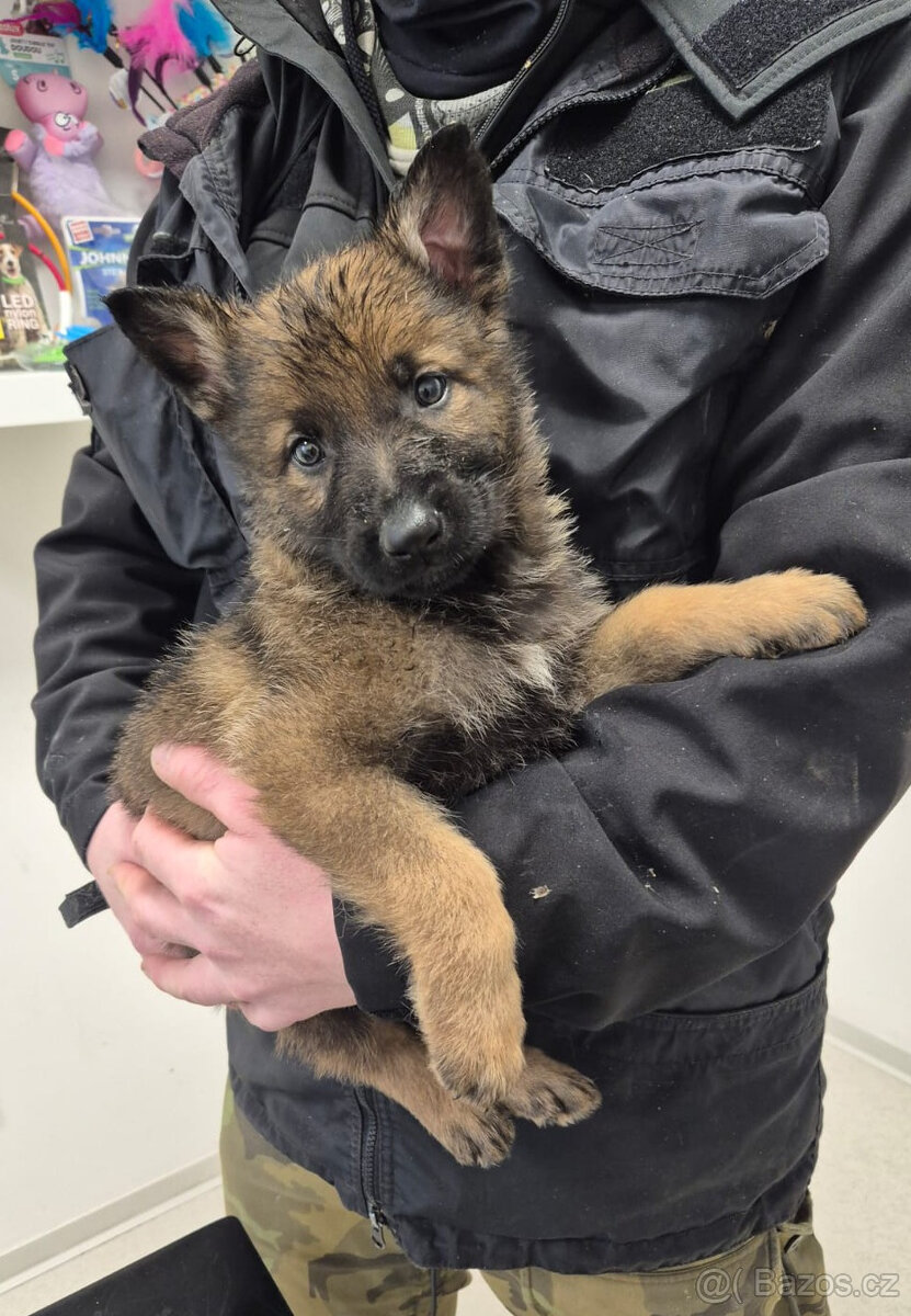 ŠTĚNĚ NĚMECKÝ OVČÁK - 3