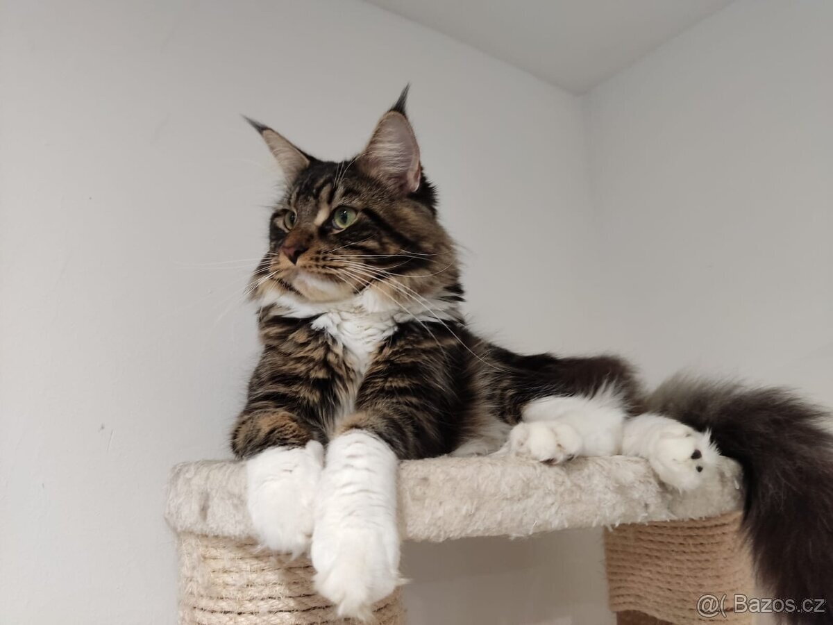 Mainská mývalí - 3