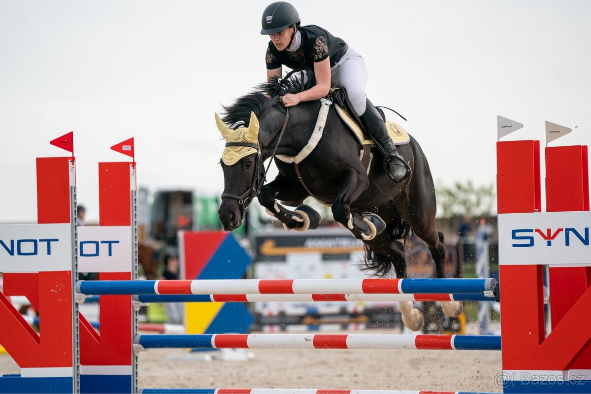 6 letá klisna WBPR - 3