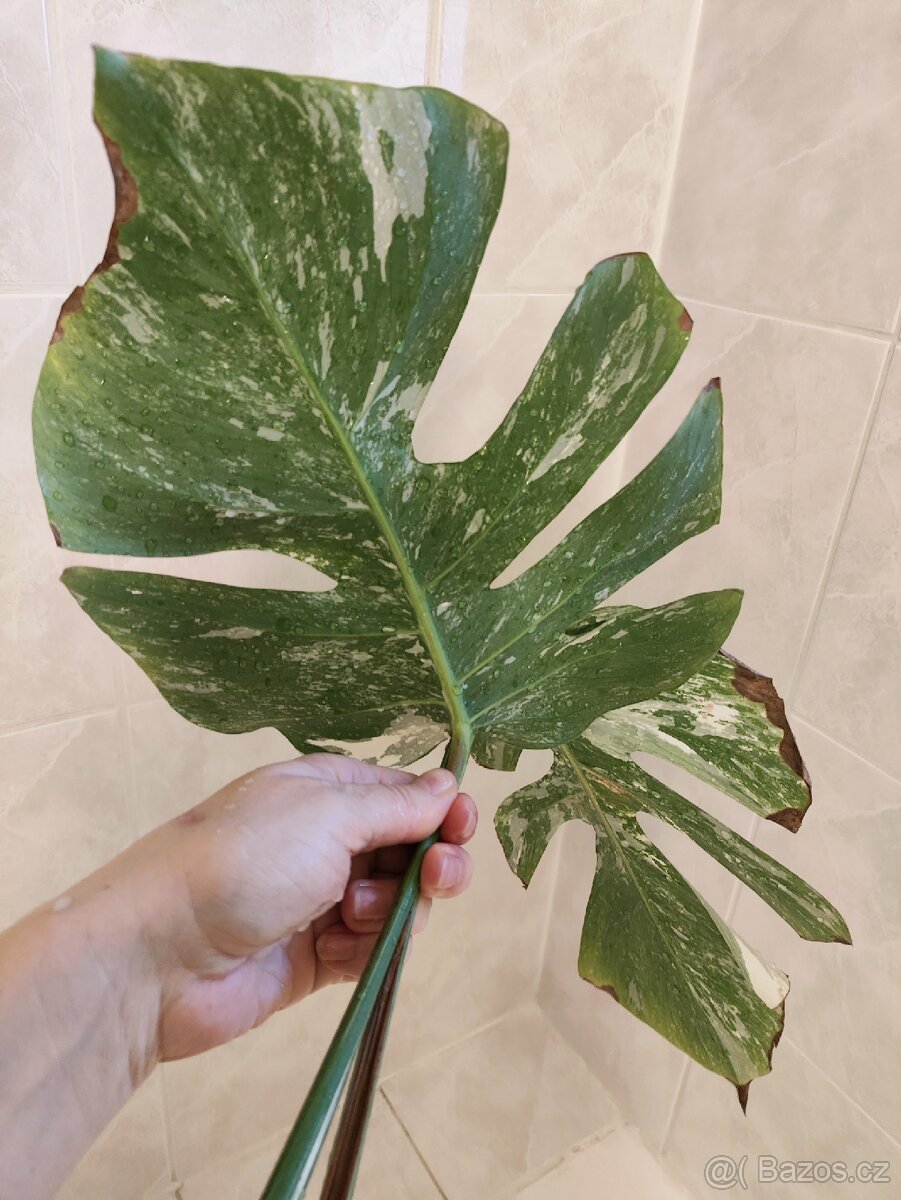 Monstera Albo 2 zakořeněné řízky - 3