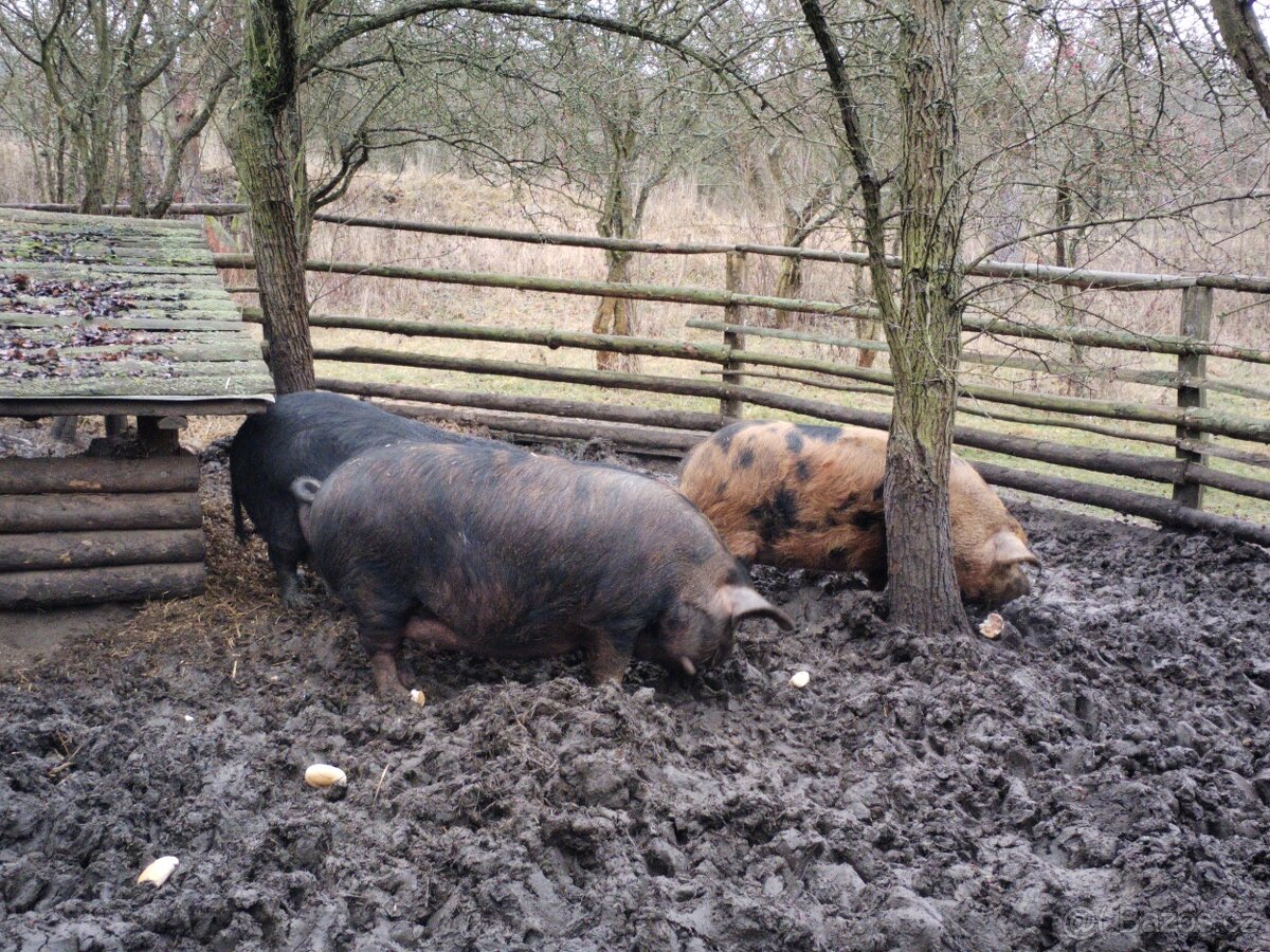 Svině kune kune a klapoucha - 3